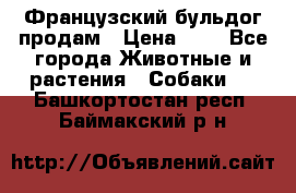 Французский бульдог продам › Цена ­ 1 - Все города Животные и растения » Собаки   . Башкортостан респ.,Баймакский р-н